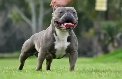 Os Melhores Suplementos para Cães em 2026: Top 5 Escolhas