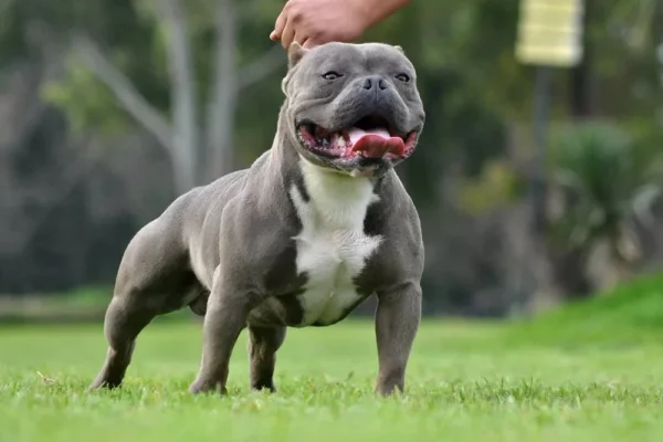 Os Melhores Suplementos para Cães em 2026: Top 5 Escolhas