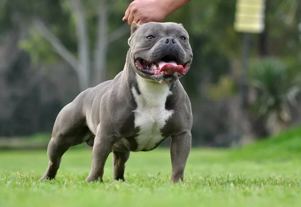 Os Melhores Suplementos para Cães em 2026: Top 5 Escolhas