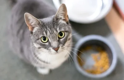 Como Aumentar o Apetite do Seu Gato: 7 Dicas Eficazes