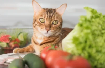Como Montar uma Dieta Balanceada para Seu Gato: Guia Complet