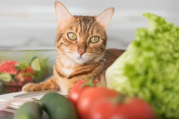 Como Montar uma Dieta Balanceada para Seu Gato: Guia Complet