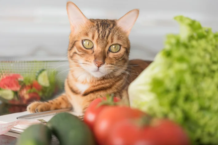 Como Montar uma Dieta Balanceada para Seu Gato: Guia Complet