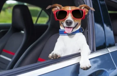 Como Acostumar Seu Cachorro a Viajar de Carro: 5 Dicas Práti