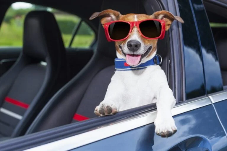 Como Acostumar Seu Cachorro a Viajar de Carro: 5 Dicas Práti