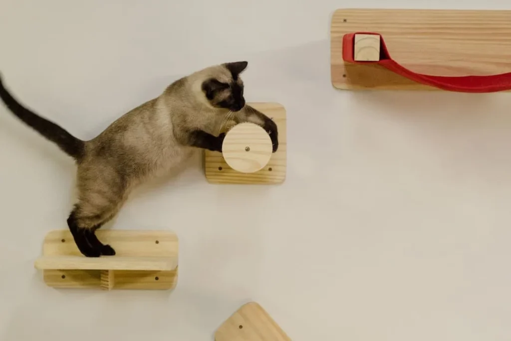 Como Treinar Seu Gato a Brincar com Brinquedos: Dicas Úteis