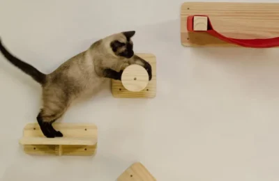 Como Treinar Seu Gato a Brincar com Brinquedos: Dicas Úteis