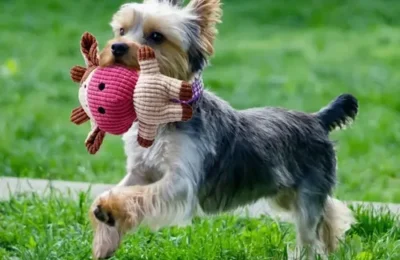 Brinquedos para Cães de Raças Pequenas: 7 Melhores em 2026