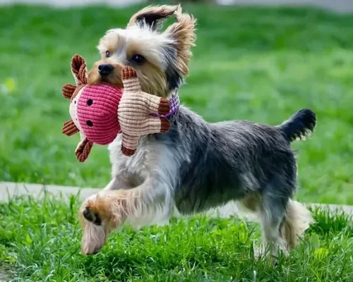 Brinquedos para Cães de Raças Pequenas: 7 Melhores em 2026