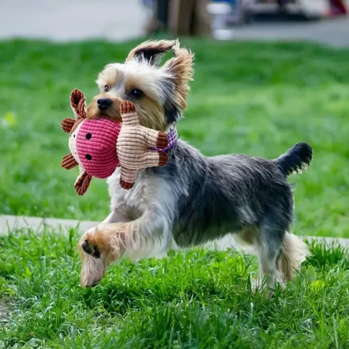 Brinquedos para Cães de Raças Pequenas: 7 Melhores em 2026