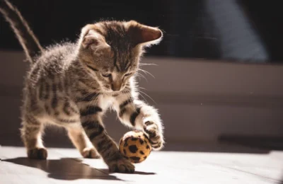 Os 9 Melhores Brinquedos para Gatos em 2026: Diversão Garant