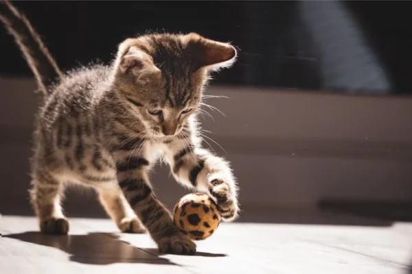 Os 9 Melhores Brinquedos para Gatos em 2026: Diversão Garant