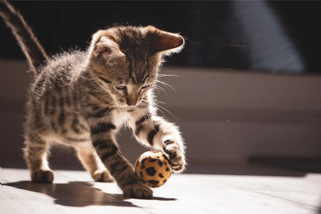Os 9 Melhores Brinquedos para Gatos em 2026: Diversão Garant