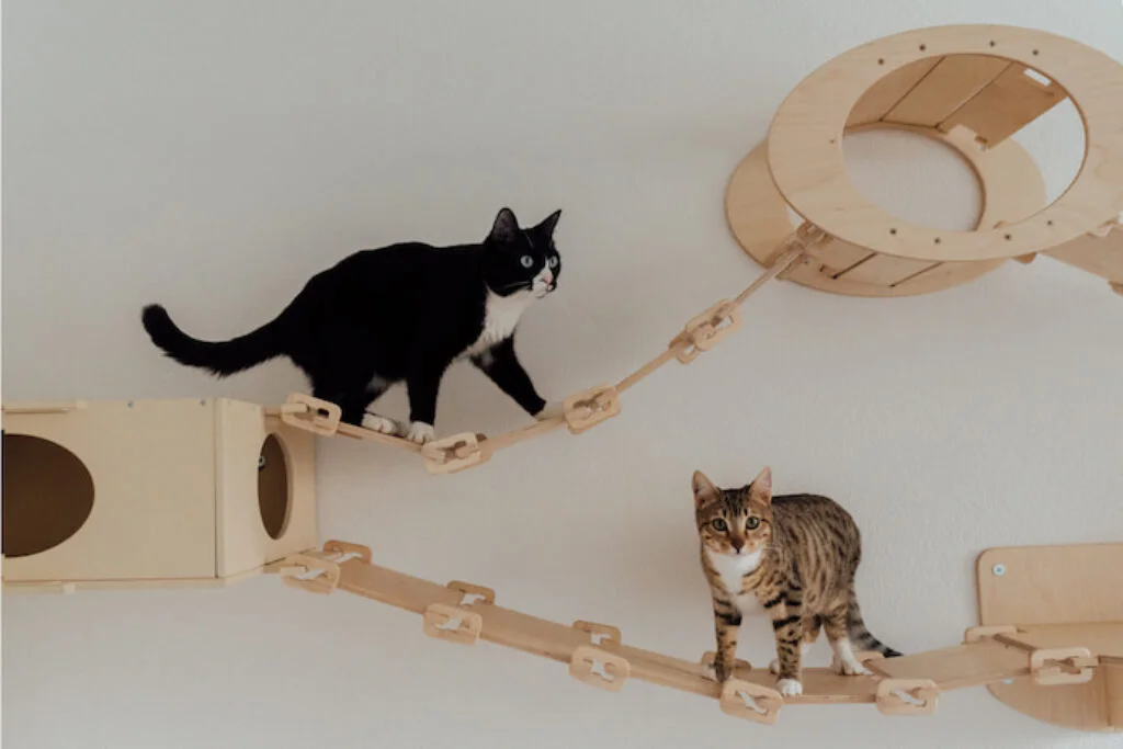Os 10 Brinquedos mais Divertidos para Gatos em 2026