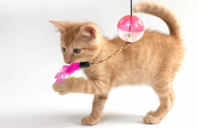 Brinquedos para Gatos: Vale a Pena Gastar em 2026?
