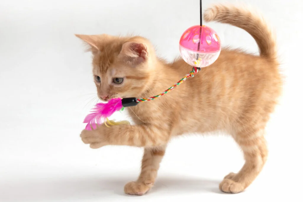 Brinquedos para Gatos: Vale a Pena Gastar em 2026?