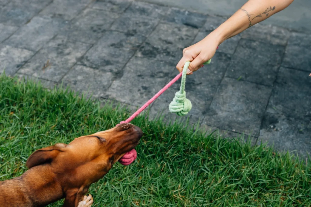 Brinquedos de Corda: O Que São e Como Usar com Seu Pet?