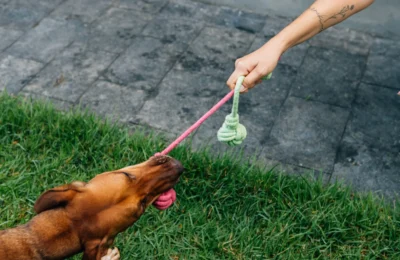 Brinquedos de Corda: O Que São e Como Usar com Seu Pet?
