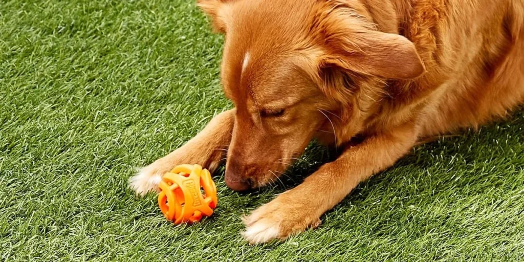 Os 7 Brinquedos Mais Seguros para Cachorros em 2026