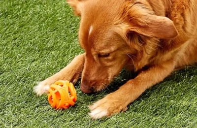 Os 7 Brinquedos Mais Seguros para Cachorros em 2026