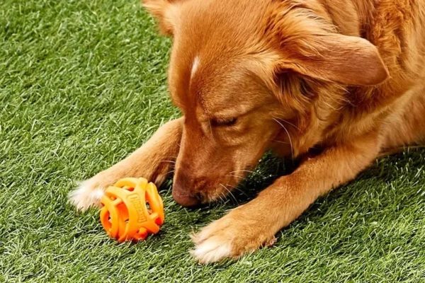 Os 7 Brinquedos Mais Seguros para Cachorros em 2026