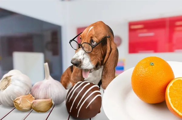 10 Alimentos Proibidos para Cães: O Que Evitar em 2026