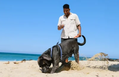 Como Lidar com o Estresse em Cães: 5 Dicas que Funcionam em