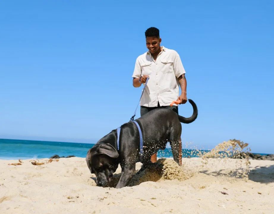 Como Lidar com o Estresse em Cães: 5 Dicas que Funcionam em