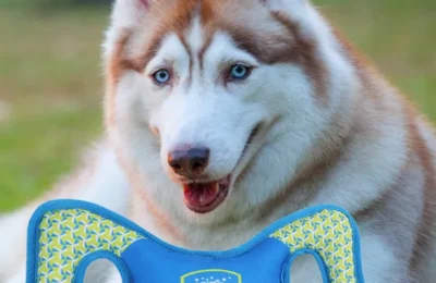 Brinquedos para Cães de Grande Porte: Os 5 Melhores em 2026