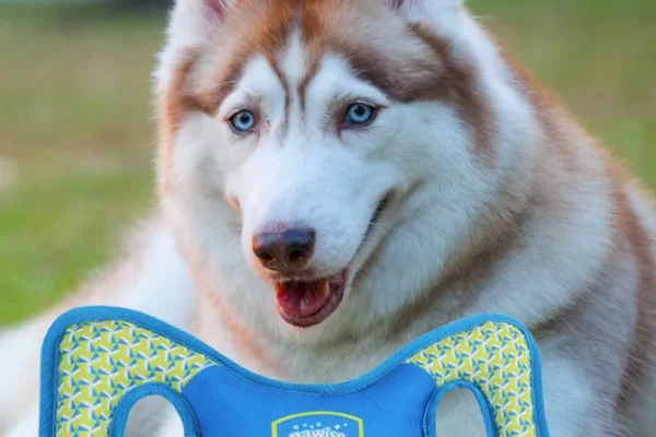 Brinquedos para Cães de Grande Porte: Os 5 Melhores em 2026