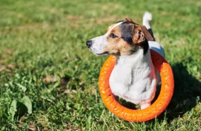 Os 5 Erros ao Escolher Brinquedos para Seu Cachorro