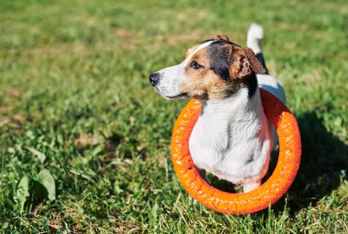 Os 5 Erros ao Escolher Brinquedos para Seu Cachorro
