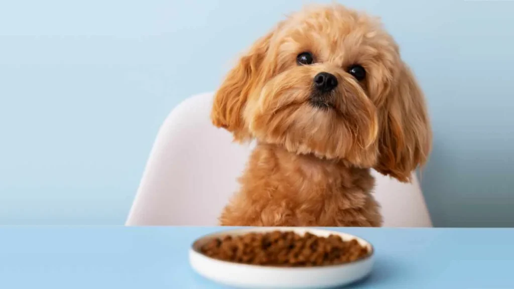 5 Erros ao Alimentar Seu Cachorro que Você Pode Estar Cometendo