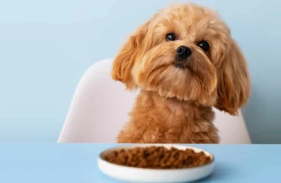 5 Erros ao Alimentar Seu Cachorro que Você Pode Estar Cometendo