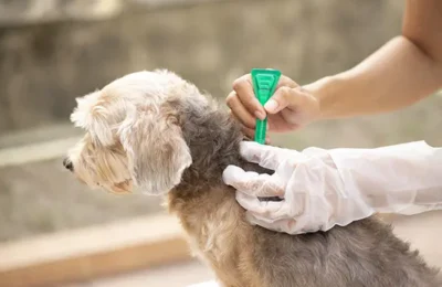Como Identificar e Tratar Pulgas em Cães: Guia Completo 2026