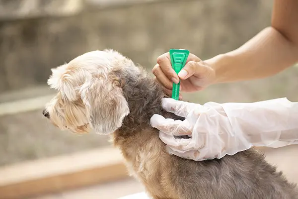 Como Identificar e Tratar Pulgas em Cães: Guia Completo 2026