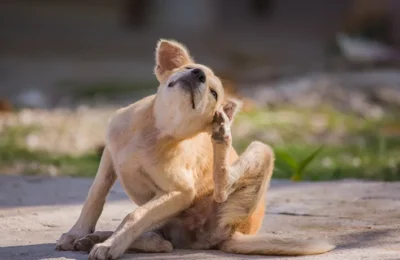 Por Que Meu Cachorro Está Coçando? 5 Causas e Soluções