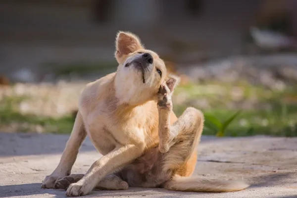 Por Que Meu Cachorro Está Coçando? 5 Causas e Soluções