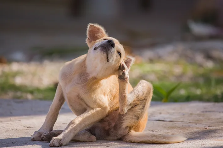 Por Que Meu Cachorro Está Coçando? 5 Causas e Soluções