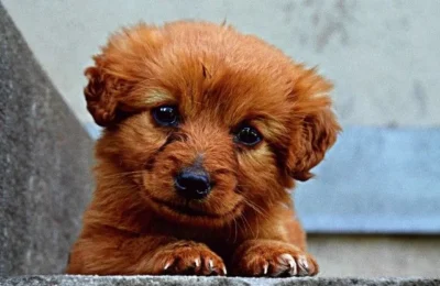 Como Alimentar um Cachorrinho: 7 Passos Importantes