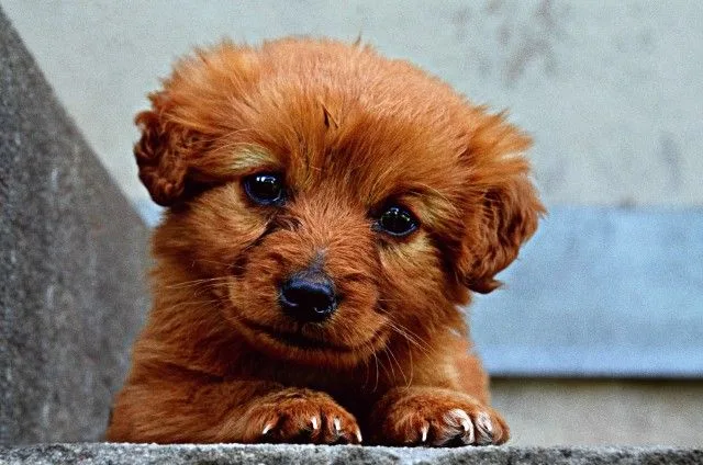 Como Alimentar um Cachorrinho: 7 Passos Importantes