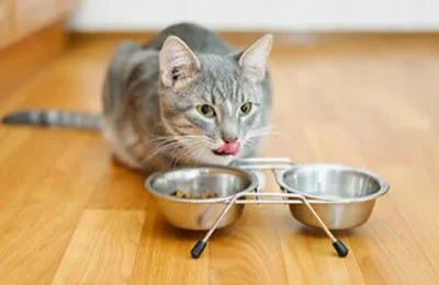 Ração para Gatos Sem Grãos: O Que É e Para Que Serve?