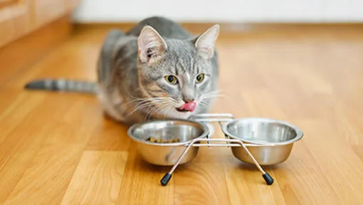 Ração para Gatos Sem Grãos: O Que É e Para Que Serve?