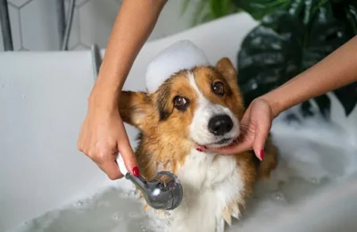Como Fazer Banho em Cães em Casa: 7 Dicas Práticas em 2026