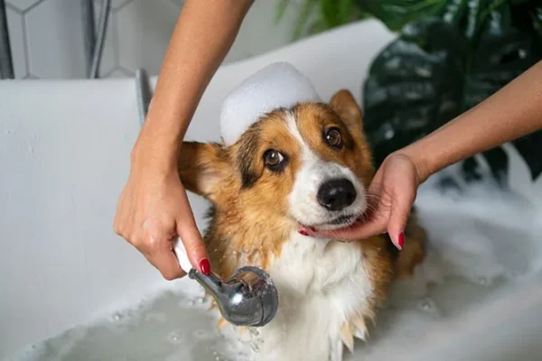 Como Fazer Banho em Cães em Casa: 7 Dicas Práticas em 2026