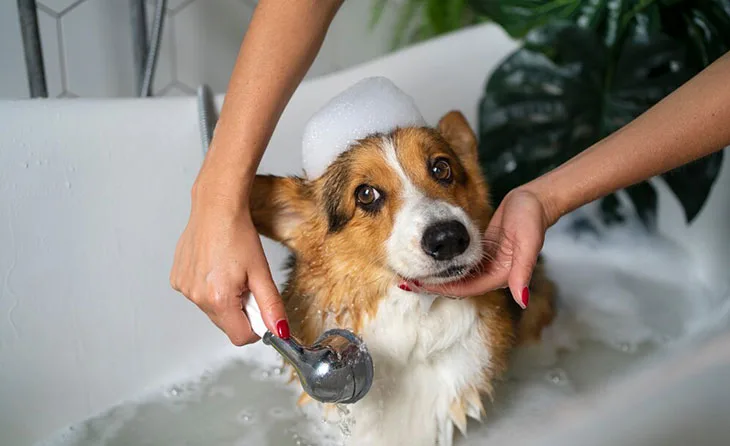 Como Fazer Banho em Cães em Casa: 7 Dicas Práticas em 2026