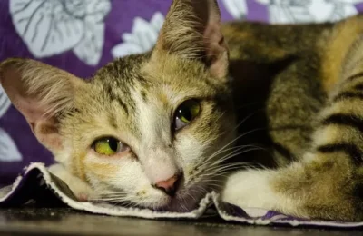 Por Que Meu Gato Não Come? 5 Causas e Soluções Eficazes