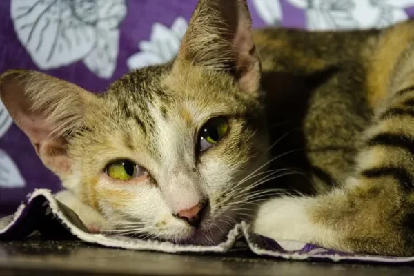 Por Que Meu Gato Não Come? 5 Causas e Soluções Eficazes