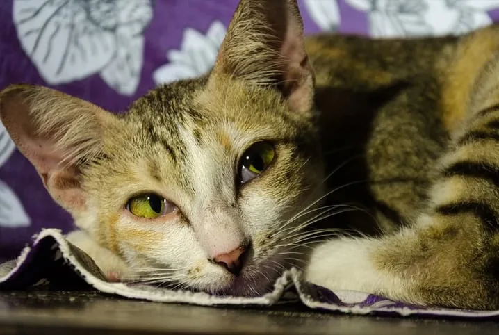 Por Que Meu Gato Não Come? 5 Causas e Soluções Eficazes