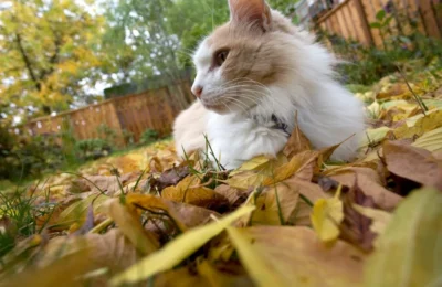 Como Criar um Ambiente Seguro para Gatos: 10 Dicas Eficazes